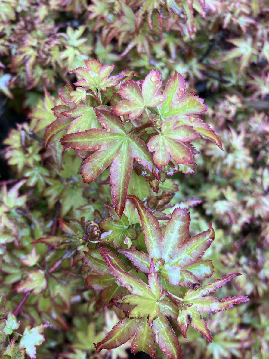 Acer palmatum 'Koto Maru'