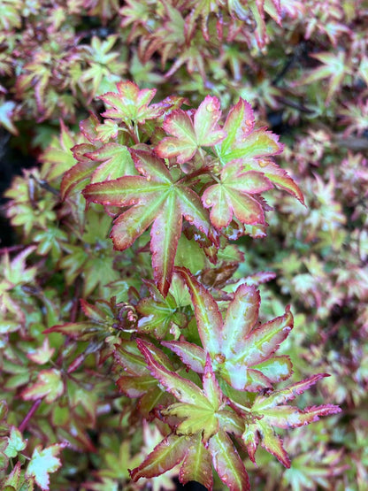 Acer palmatum 'Koto Maru'