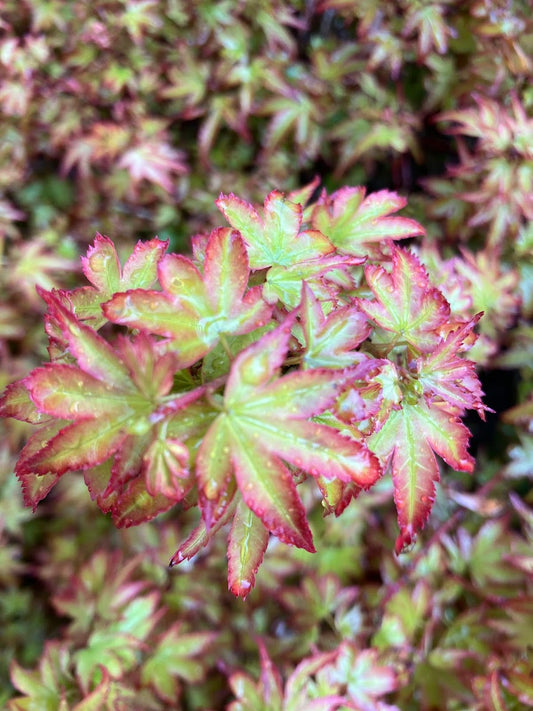 Acer palmatum 'Koto Maru'