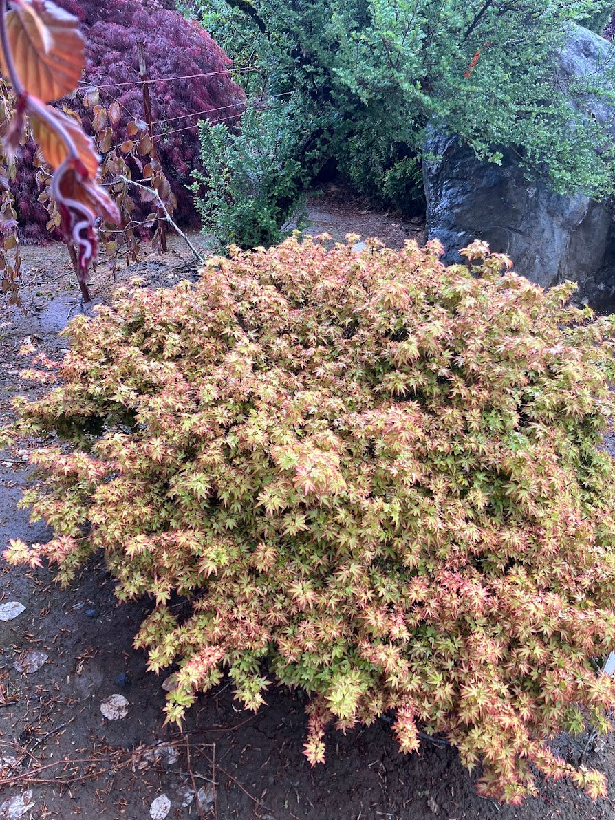 Acer palmatum 'Koto Maru'