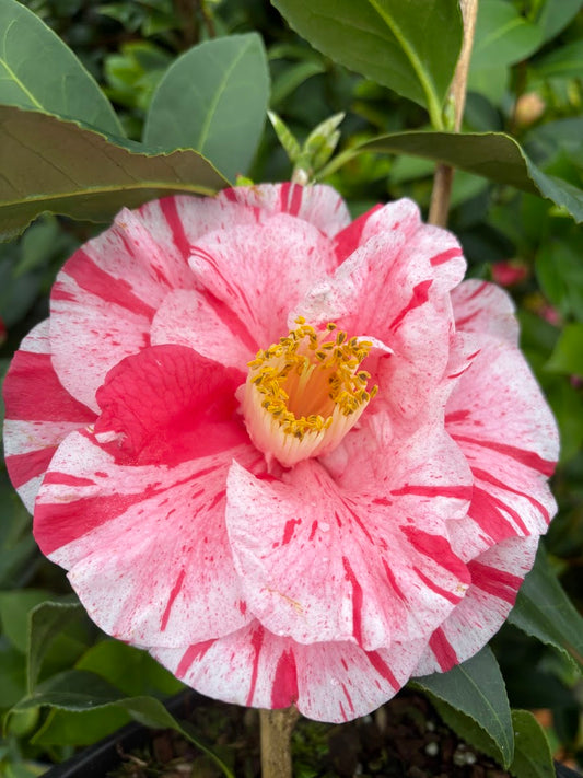 Camellia japonica 'Tricolor Superba'