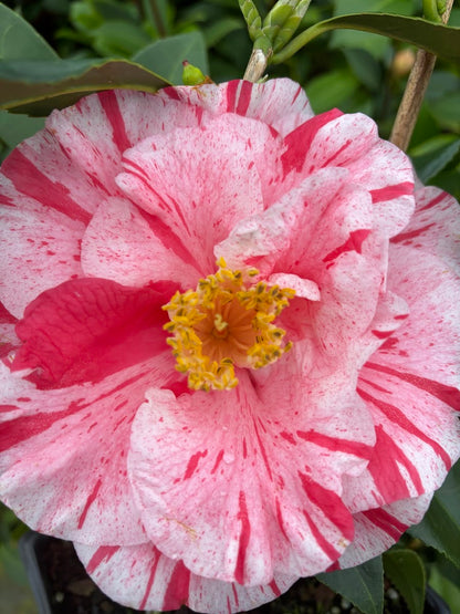 Camellia japonica 'Tricolor Superba'