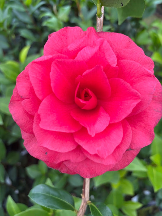 Camellia japonica 'Volgothstar'