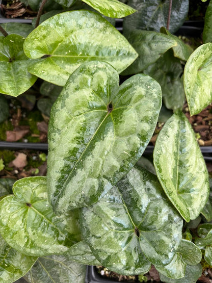 Asarum delavayi