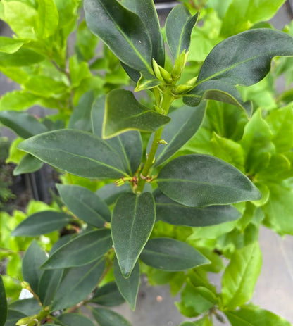 Illicium anisatum 'Pink Stars'