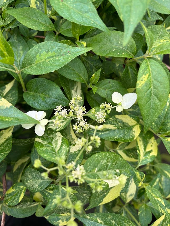 Hydrangea scandens 'Fragrant Splash'