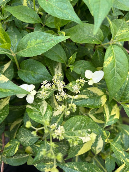 Hydrangea scandens 'Fragrant Splash'