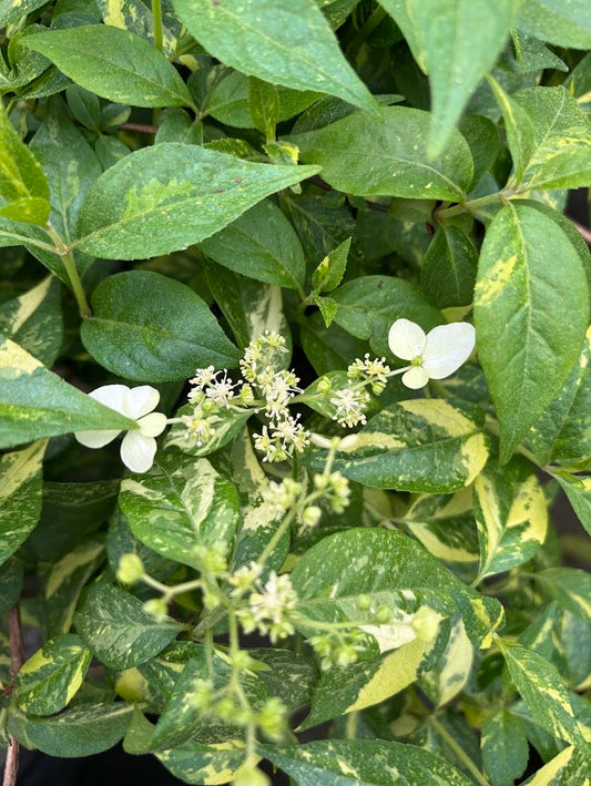 Hydrangea scandens 'Fragrant Splash'