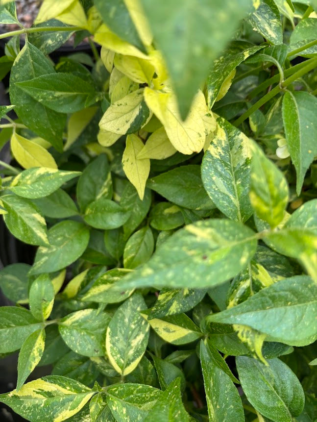 Hydrangea scandens 'Fragrant Splash'