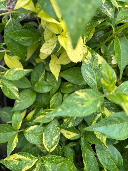 Hydrangea scandens 'Fragrant Splash'