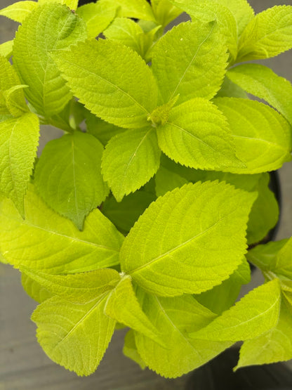 Leucosceptrum japonicum 'Golden Angel'