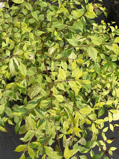 Callicarpa dichotoma 'Shiji Murasaki' (Japanese Form) RARE!!!