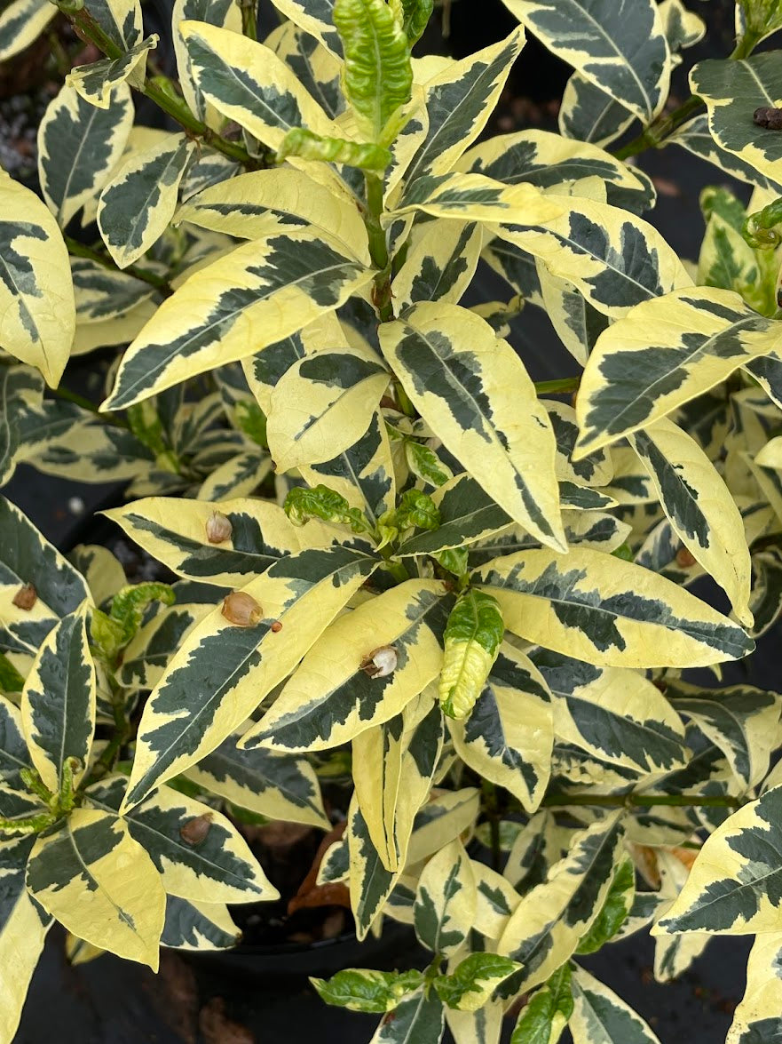 Gardenia jasminoides "White Fukurin Variegated"