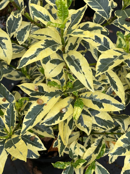 Gardenia jasminoides "White Fukurin Variegated"