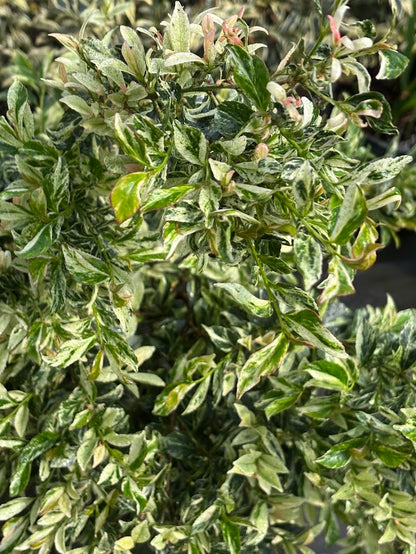 Eurya japonica 'Meadow Snow'