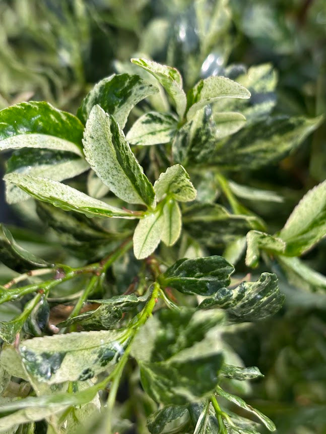 Eurya japonica 'Meadow Snow'