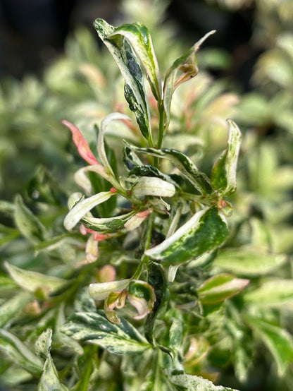 Eurya japonica 'Meadow Snow'