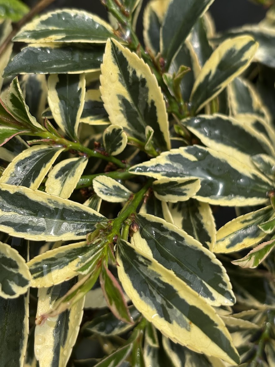 Eurya japonica 'Albo Marginata'