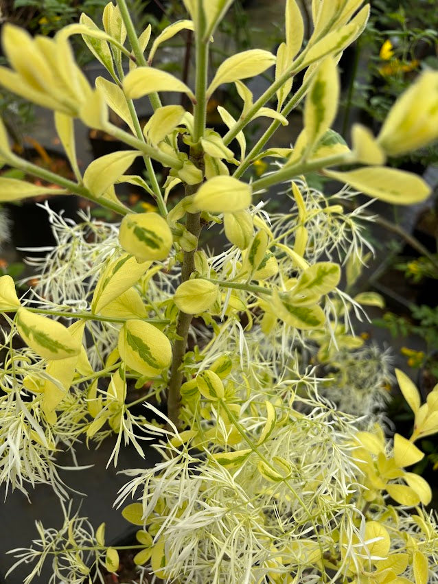 Chionanthus virginicus "Variegated" RARE!