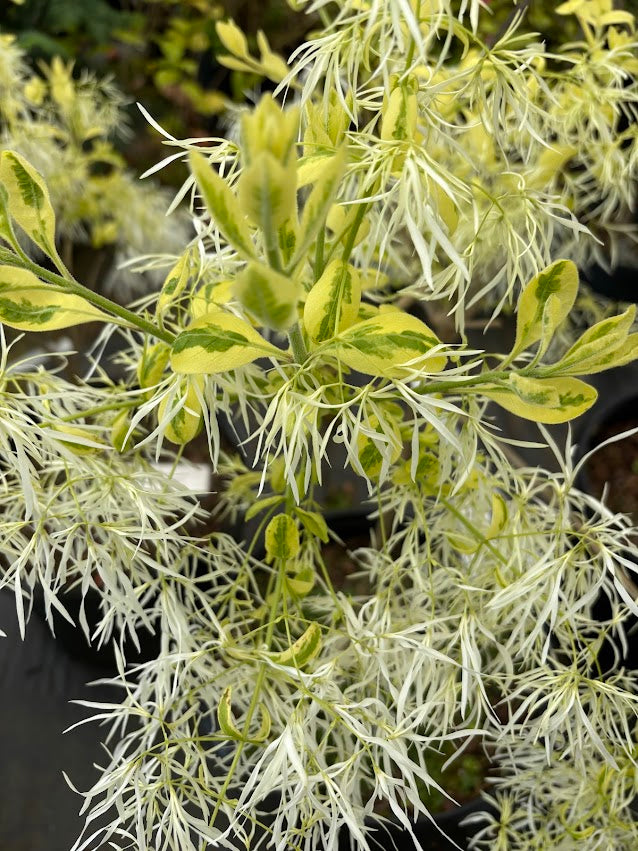 Chionanthus virginicus "Variegated" RARE!