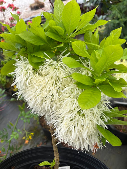 Chionanthus virginicus 'Little Lesle" RARE!!!