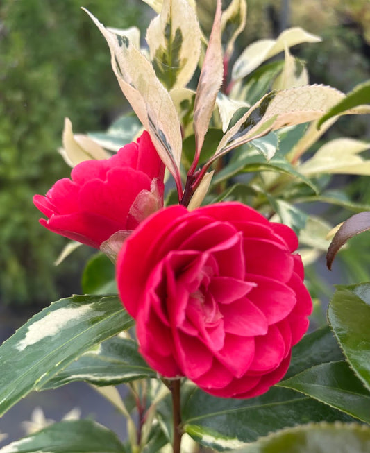 Camellia 'Elegans Chinese' RARE