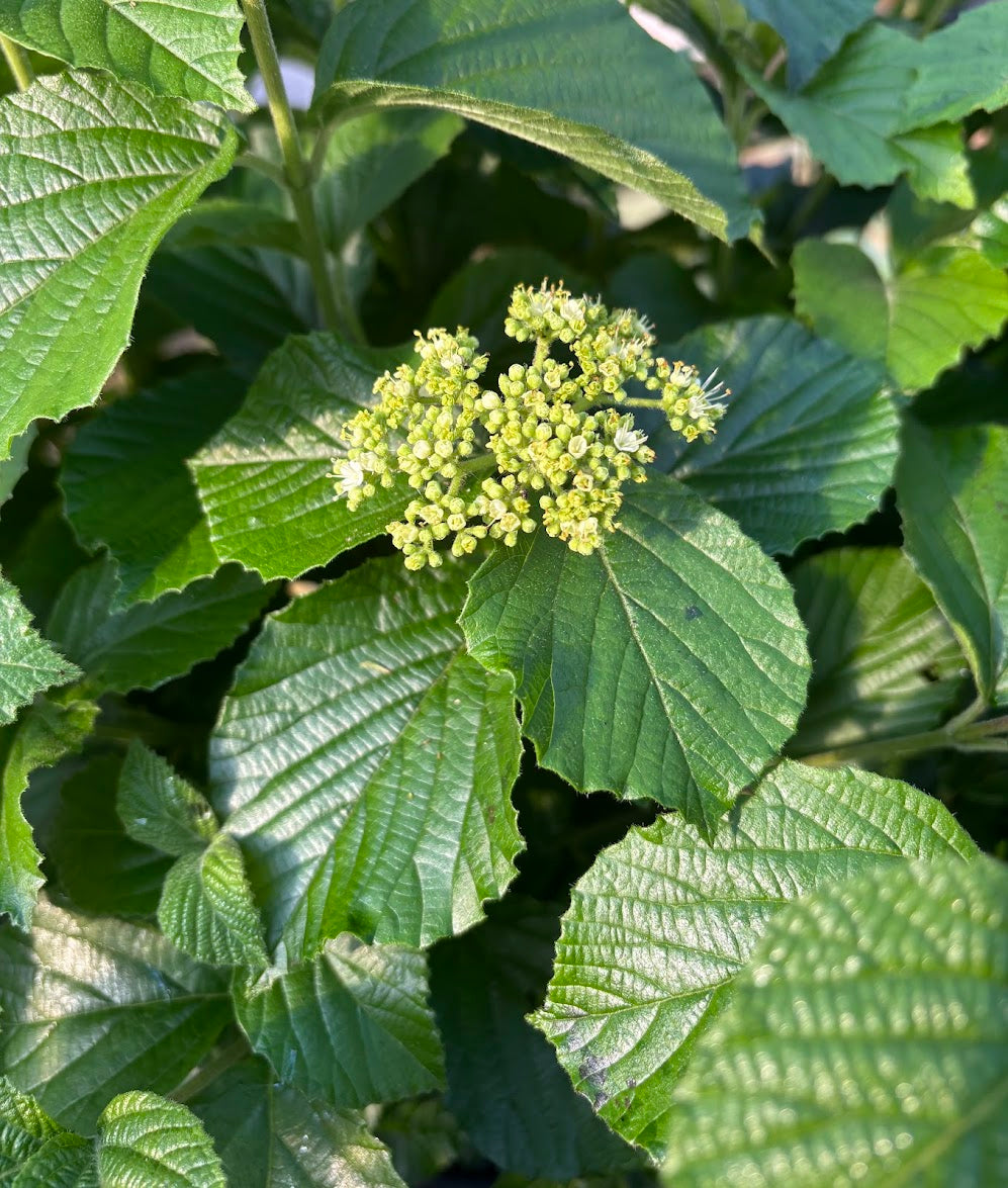 Viburnum dilatatum 'Asian Beauty'