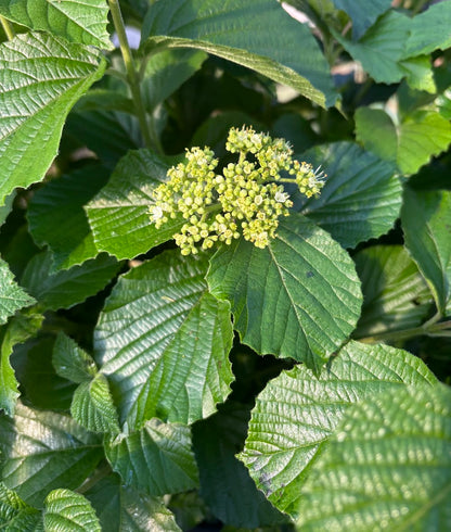 Viburnum dilatatum 'Asian Beauty'