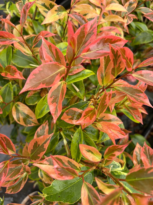 Camellia 'Gordon's Flash' - EXCLUSIVE NEW RELEASE