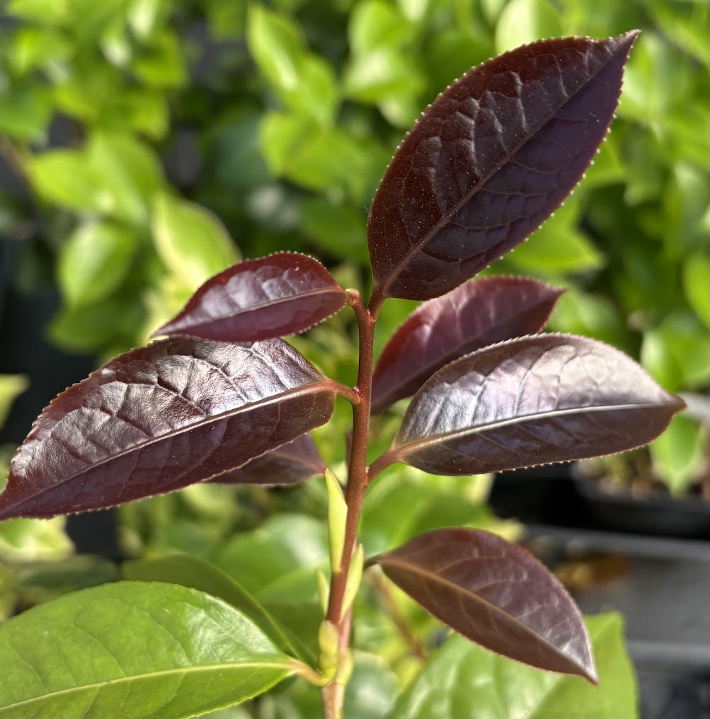Camellia tunghinensis RARE