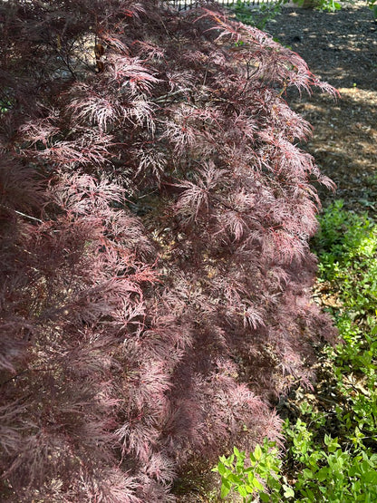 Red Filigree Acer palmatum 'Red Filigree Lace' – Garden Treasures Nursery
