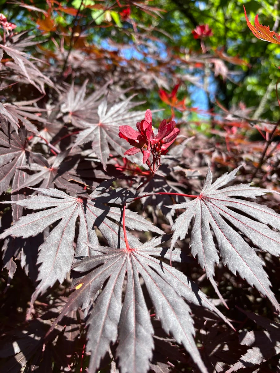 Acer shirasawanum 'Yasemin'