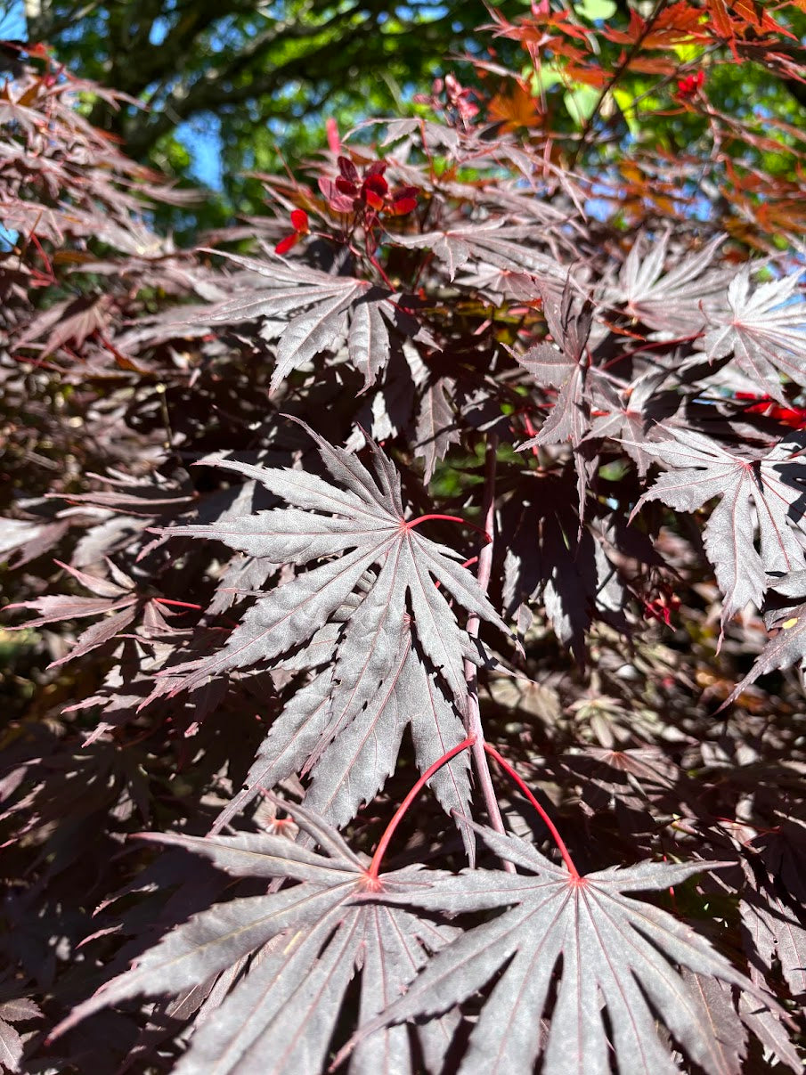Acer shirasawanum 'Yasemin'