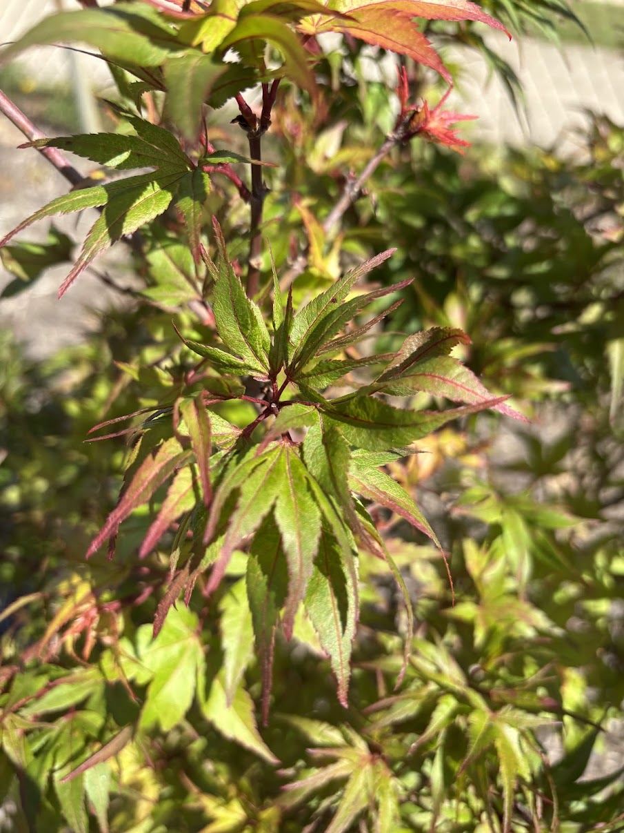 Acer palmatum 'Roxie'