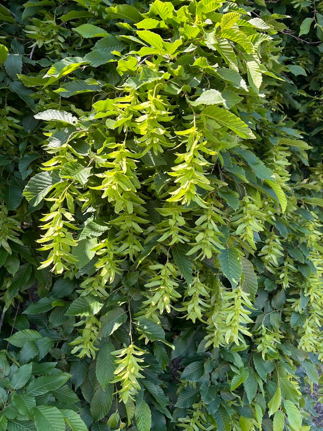 Carpinus betulus 'Pendula'