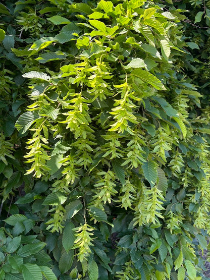 Carpinus betulus 'Pendula'