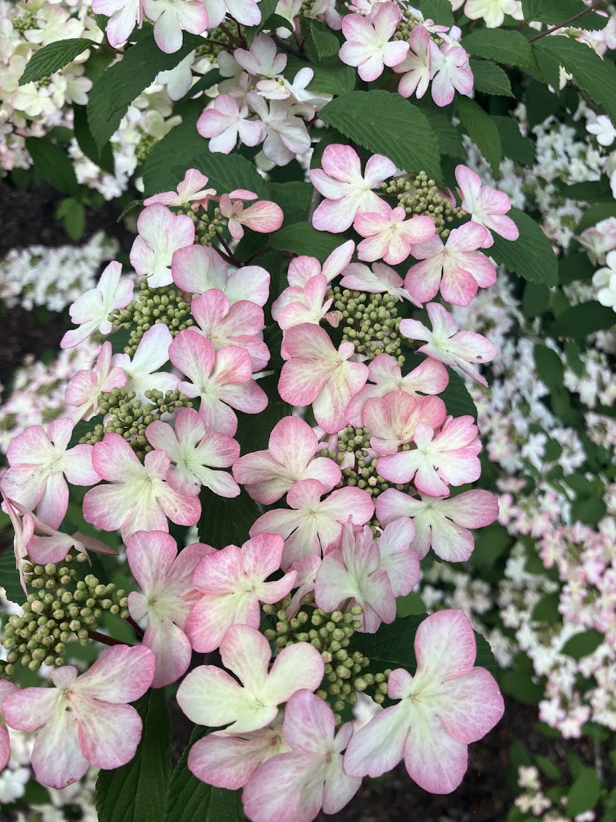 Viburnum plicatum 'Pink Beauty'