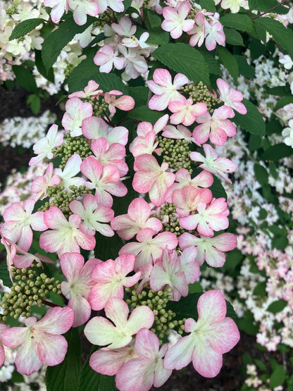 Viburnum plicatum 'Pink Beauty'