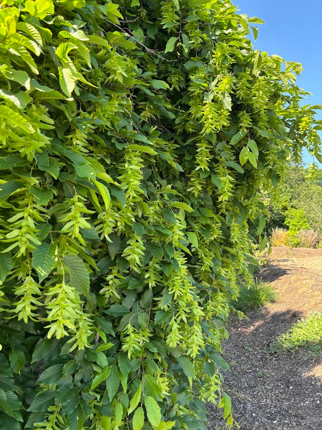 Carpinus betulus 'Pendula'