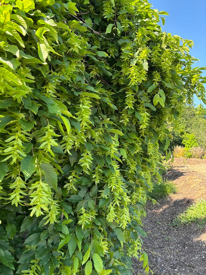 Carpinus betulus 'Pendula'