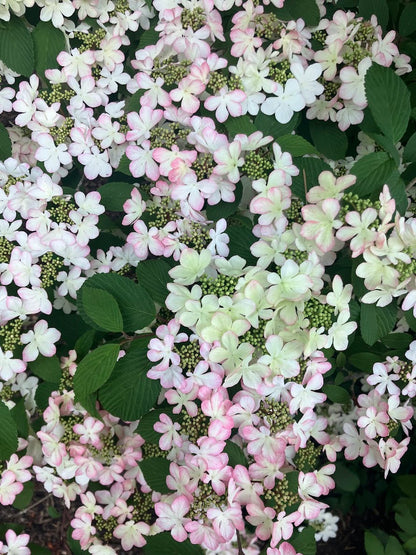 Viburnum plicatum 'Pink Beauty'