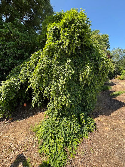 Carpinus betulus 'Pendula'