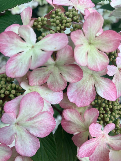 Viburnum plicatum 'Pink Beauty'