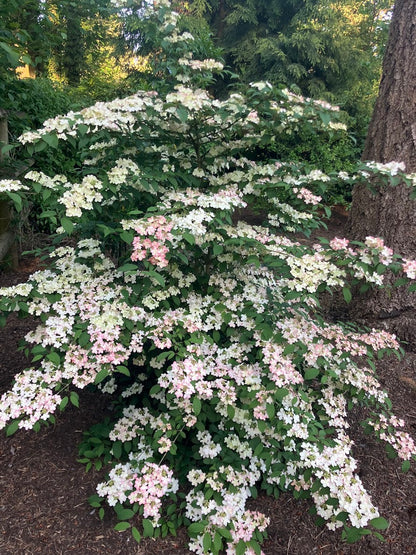 Viburnum plicatum 'Pink Beauty'
