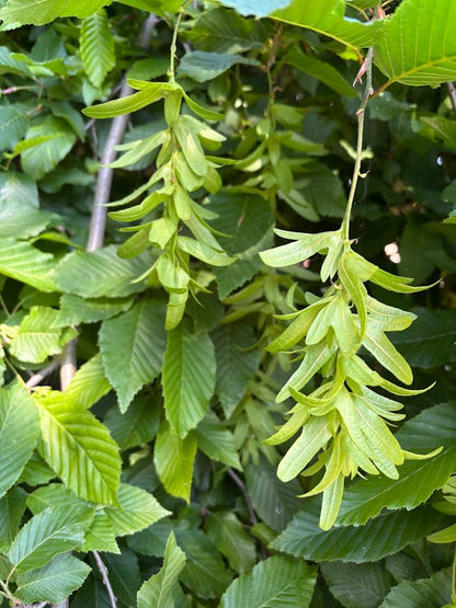 Carpinus betulus 'Pendula'