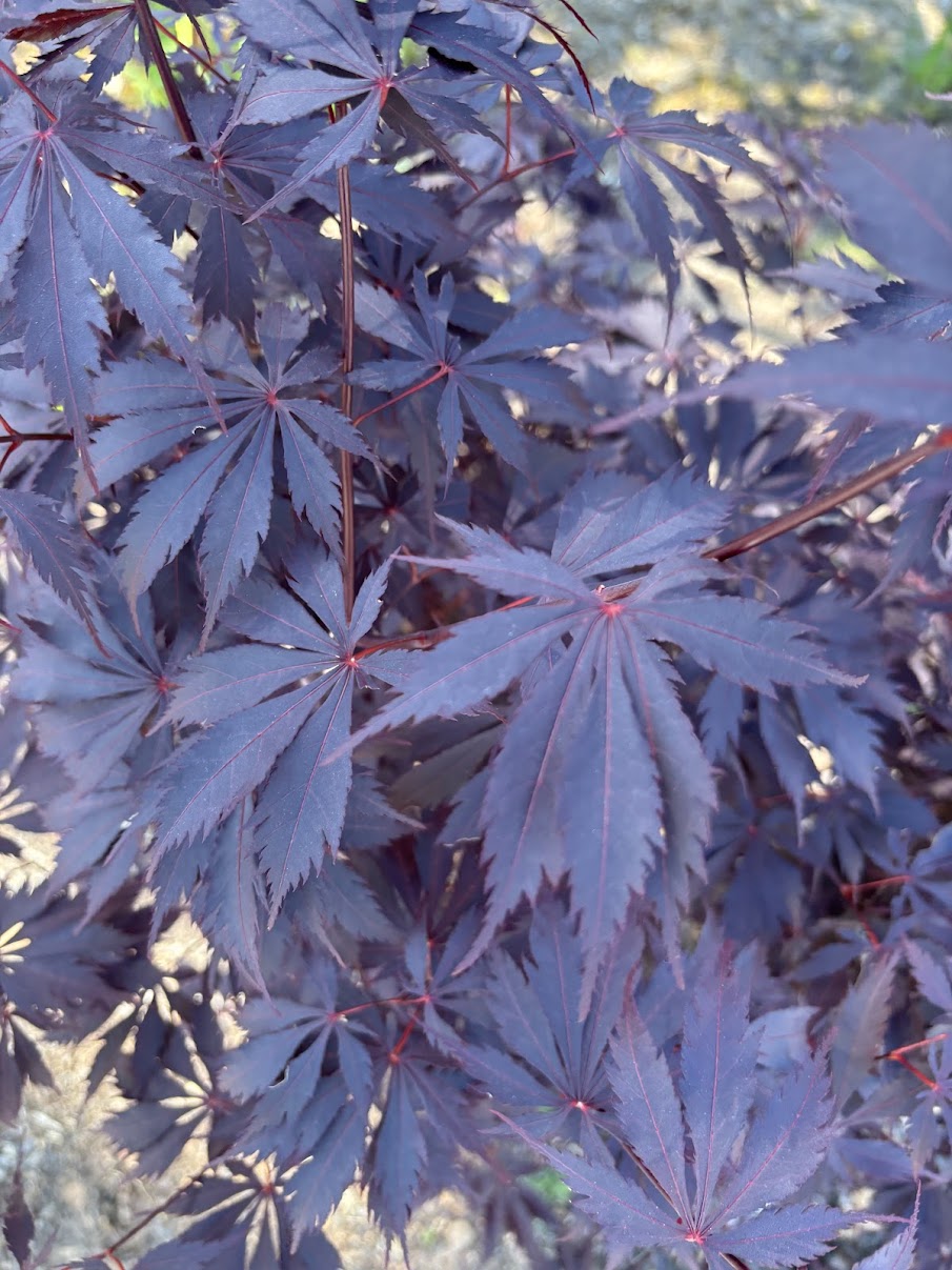Acer palmatum 'Black Lace'