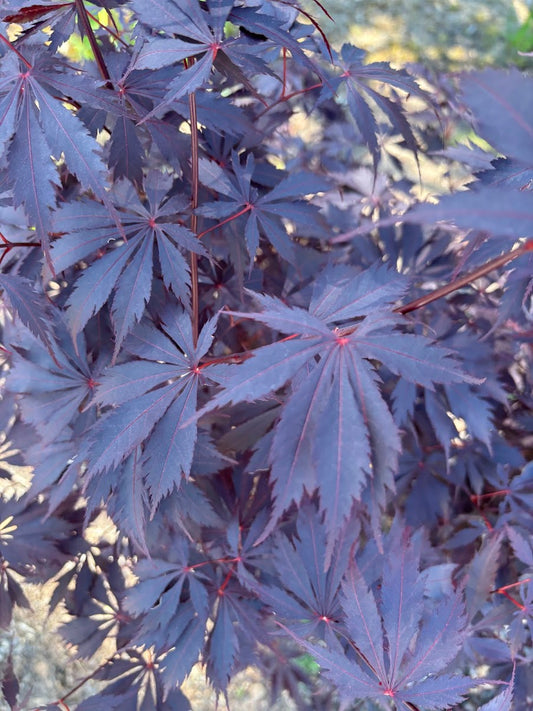 Acer palmatum 'Black Lace'