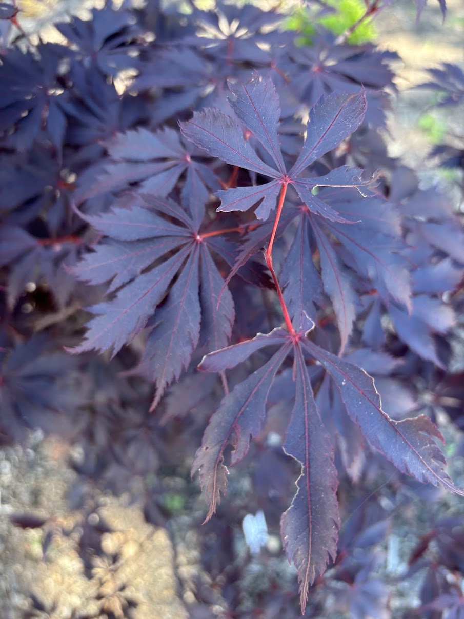 Acer palmatum 'Black Lace'