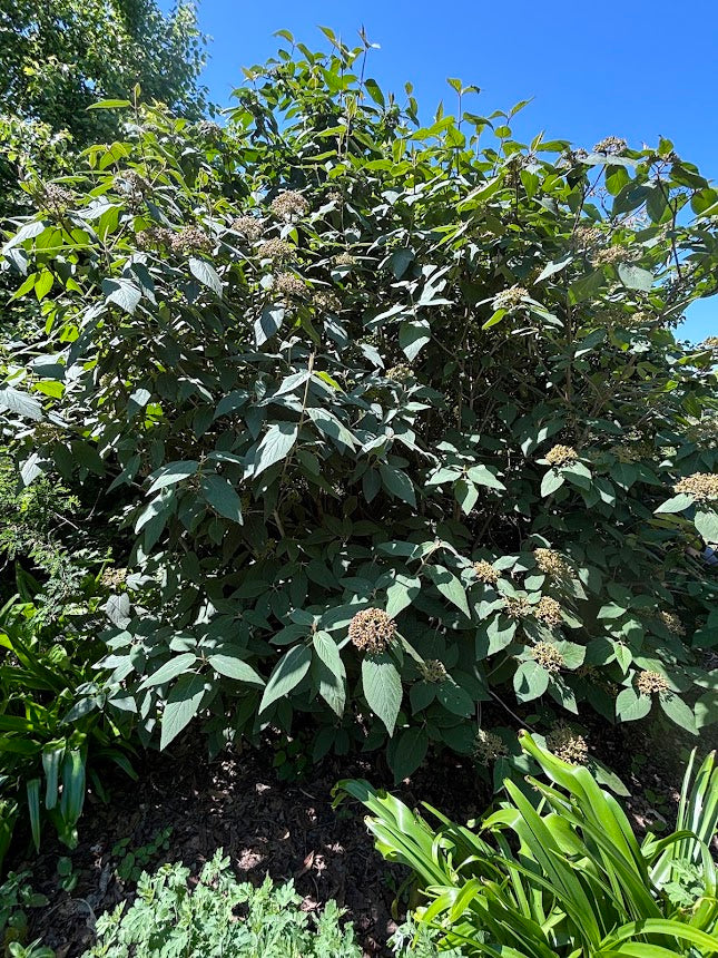 Viburnum glomeratum subsp. magnificum