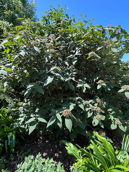 Viburnum glomeratum subsp. magnificum